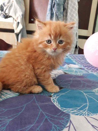 Persian Cat Breed Information, Prices, Characteristics & Facts
