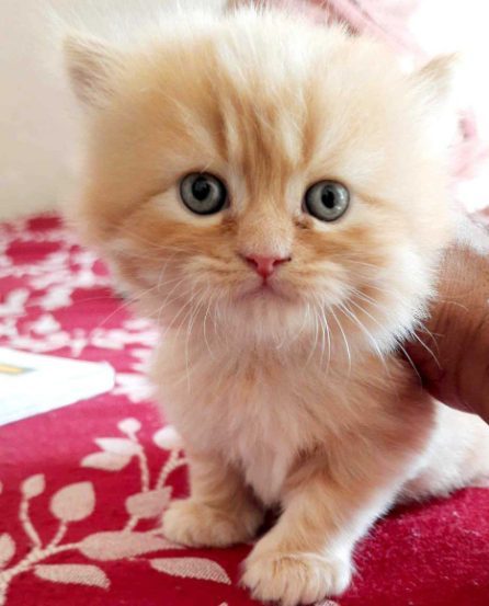 Persian Kittens for Sale Price in India Mr n Mrs Pet