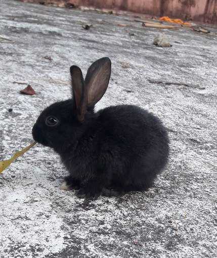 Rabbits For Sale In India