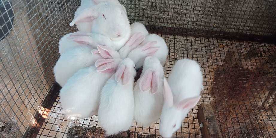 Rabbits For Sale In India