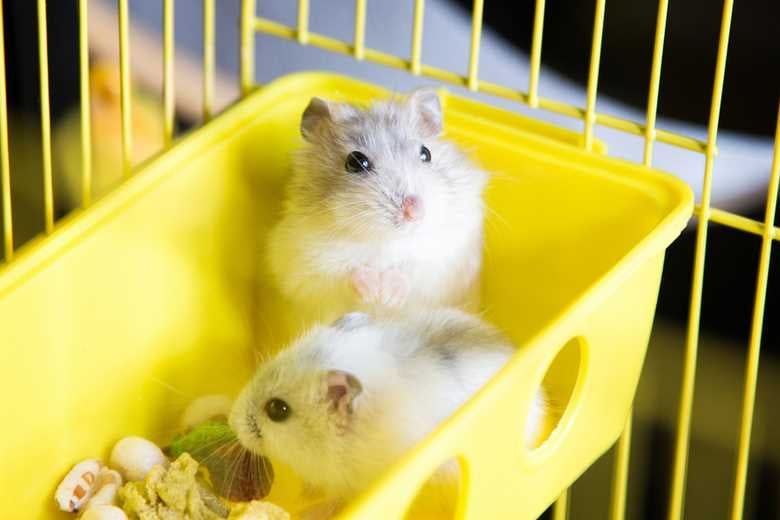 Hamsters For Sale In India