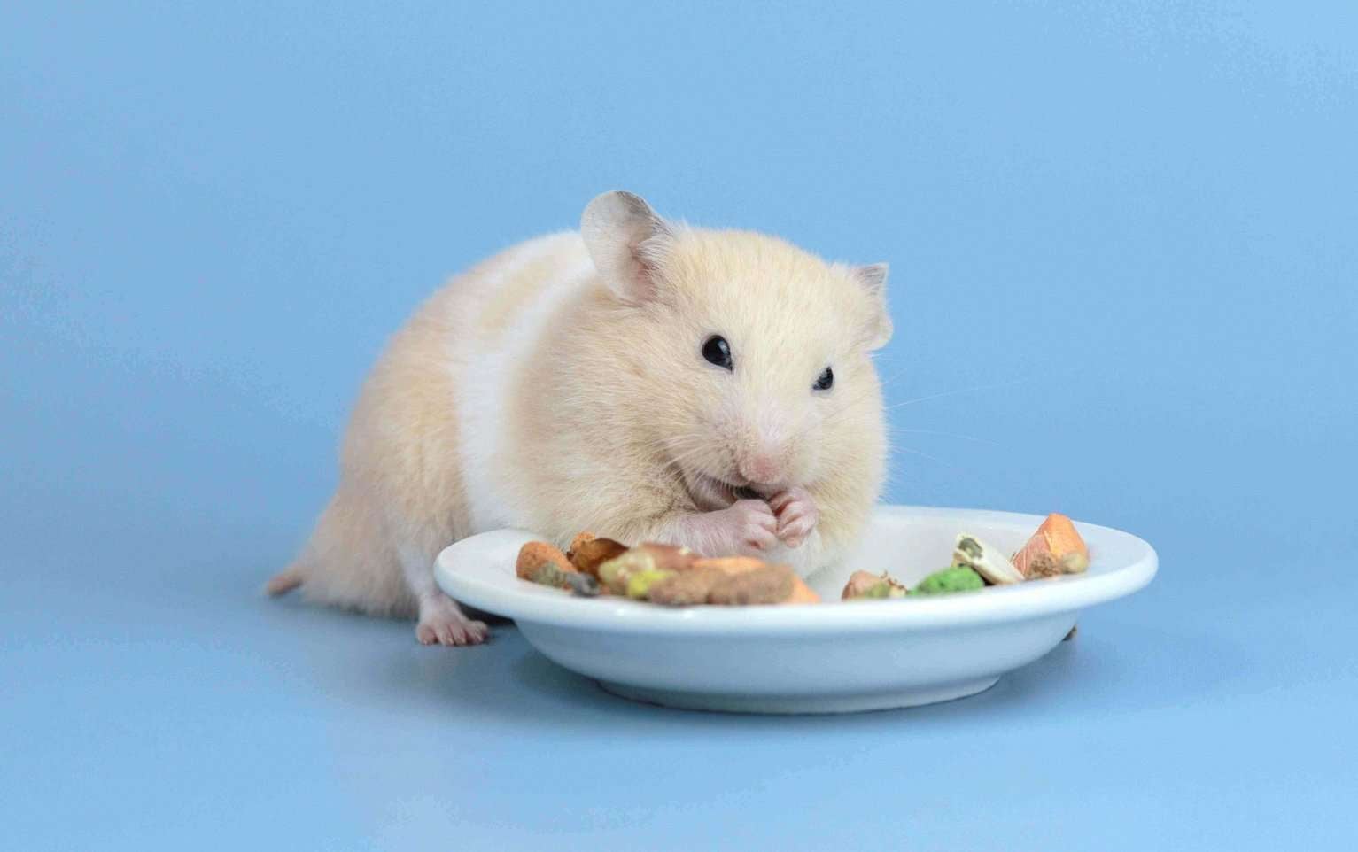 Hamsters For Sale In India