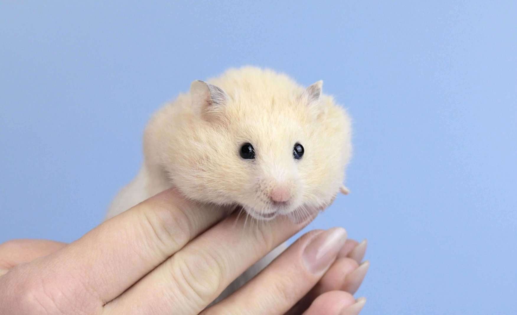Hamsters For Sale In India