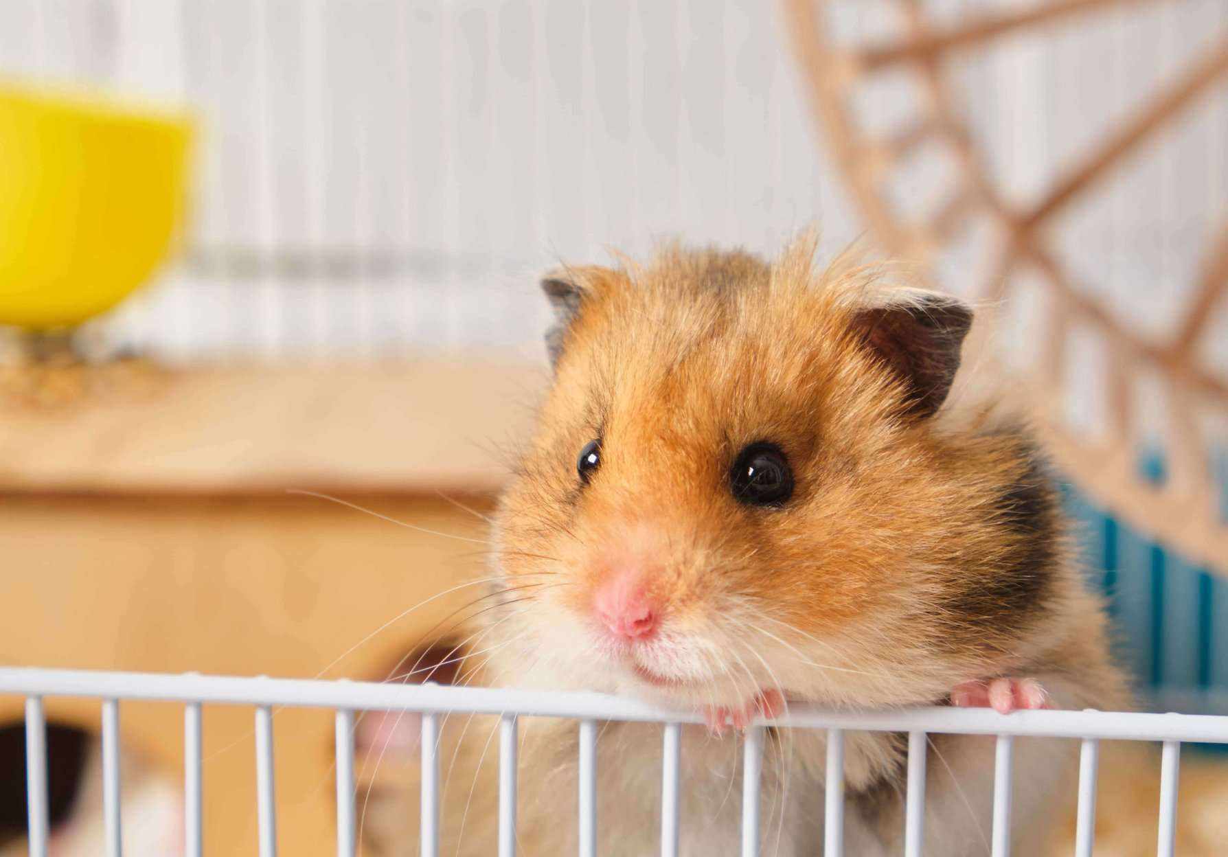 Hamsters For Sale In India