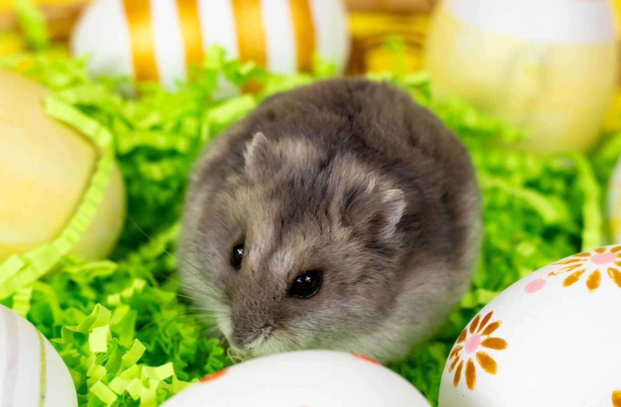 Hamsters For Sale In India