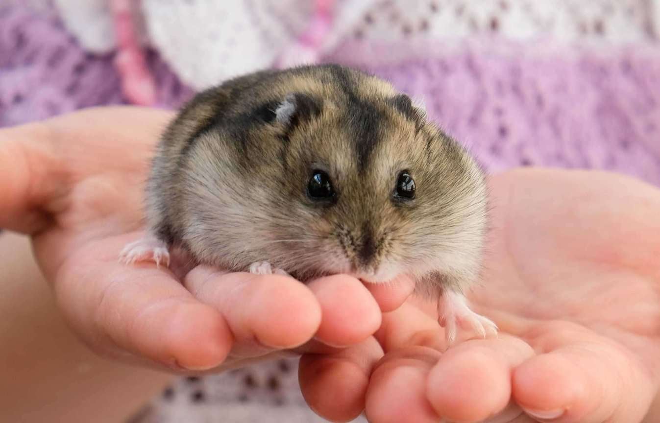 Campbell’s Dwarf Hamster