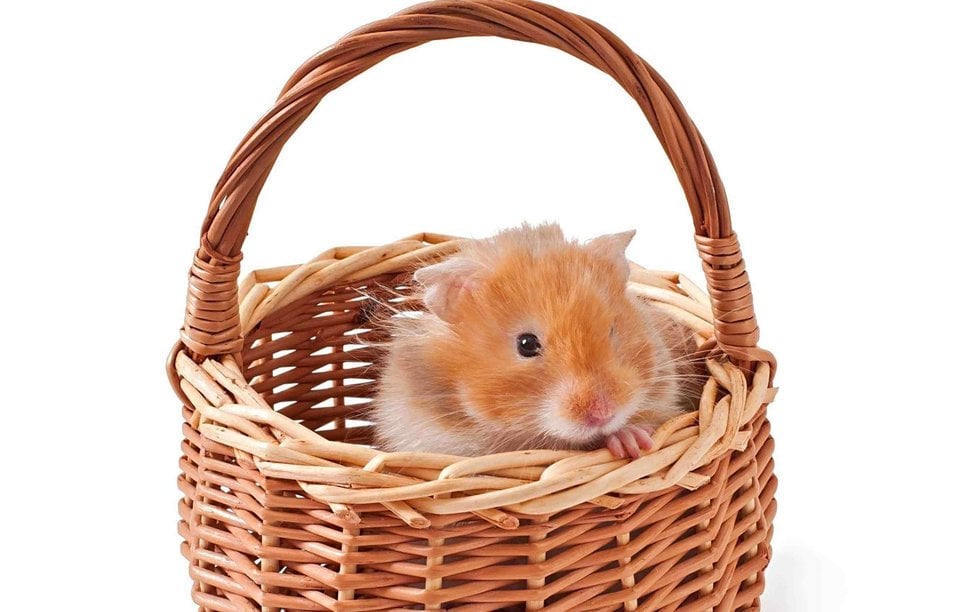 Hamsters For Sale In India