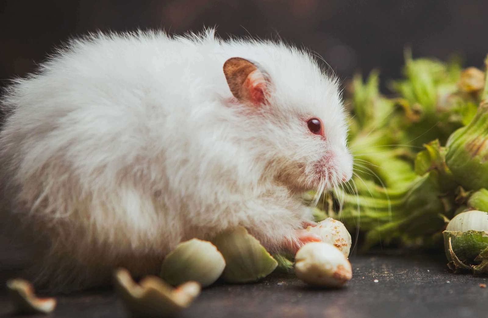 Hamsters For Sale In India