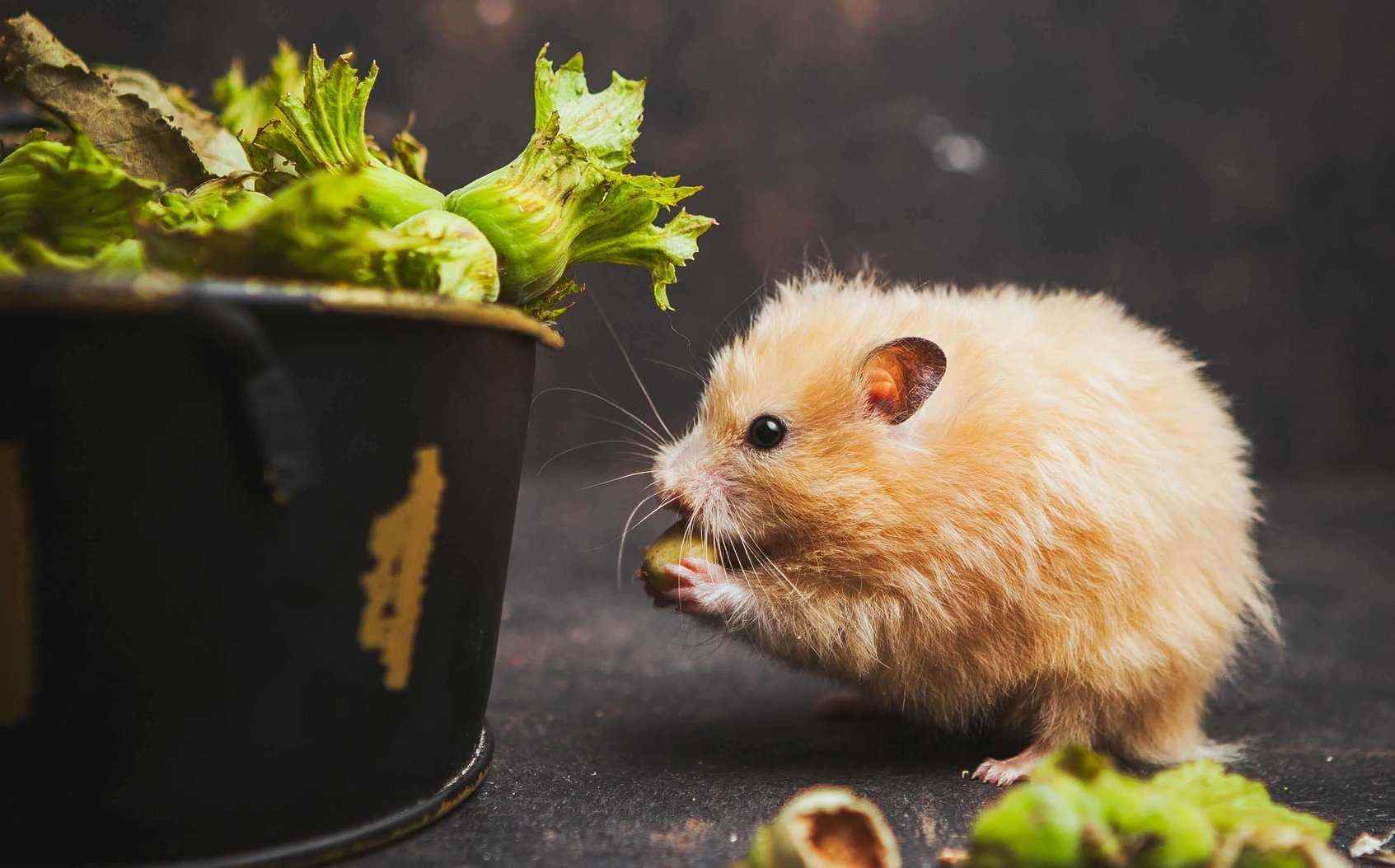Hamsters For Sale In India