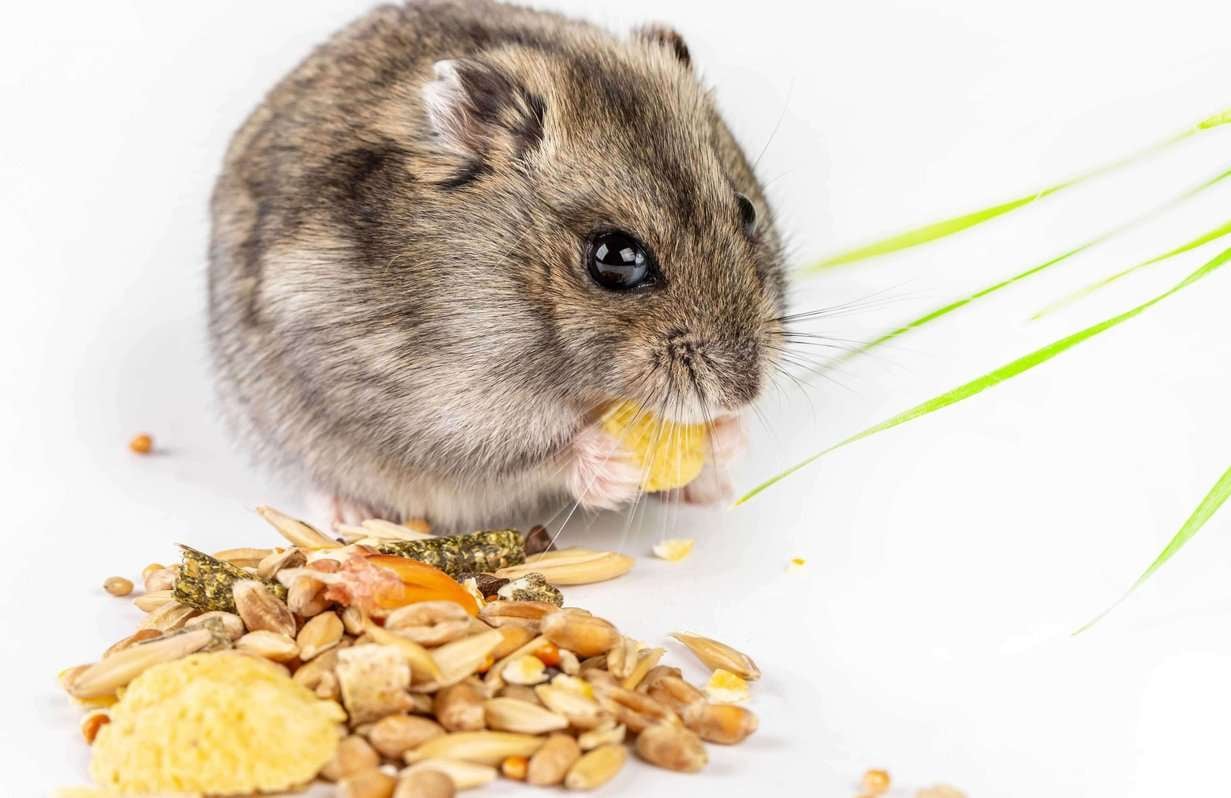 Hamsters For Sale In India