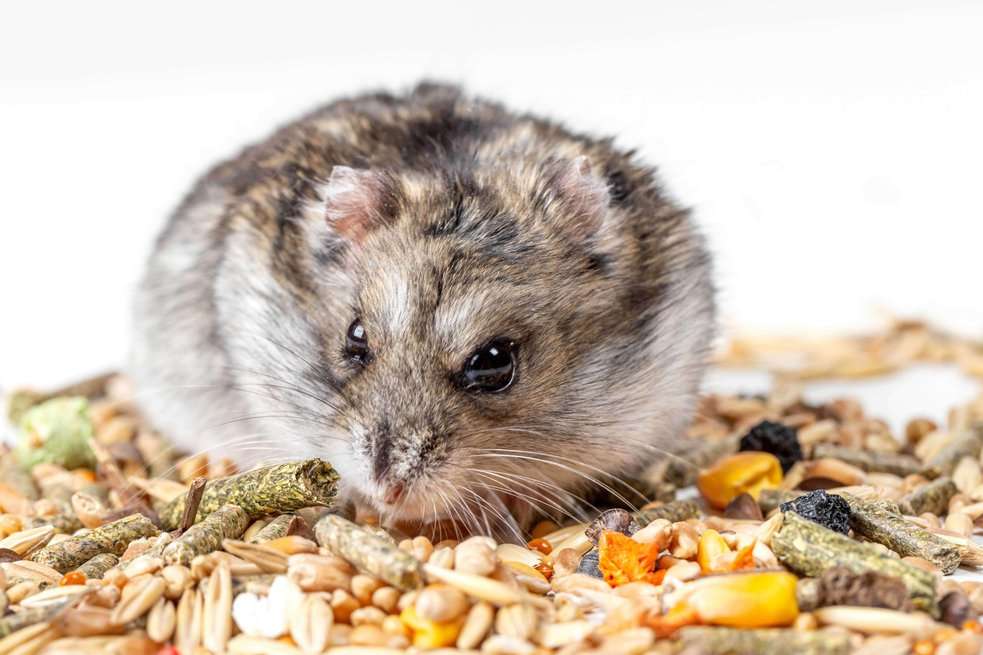 Hamsters For Sale In India