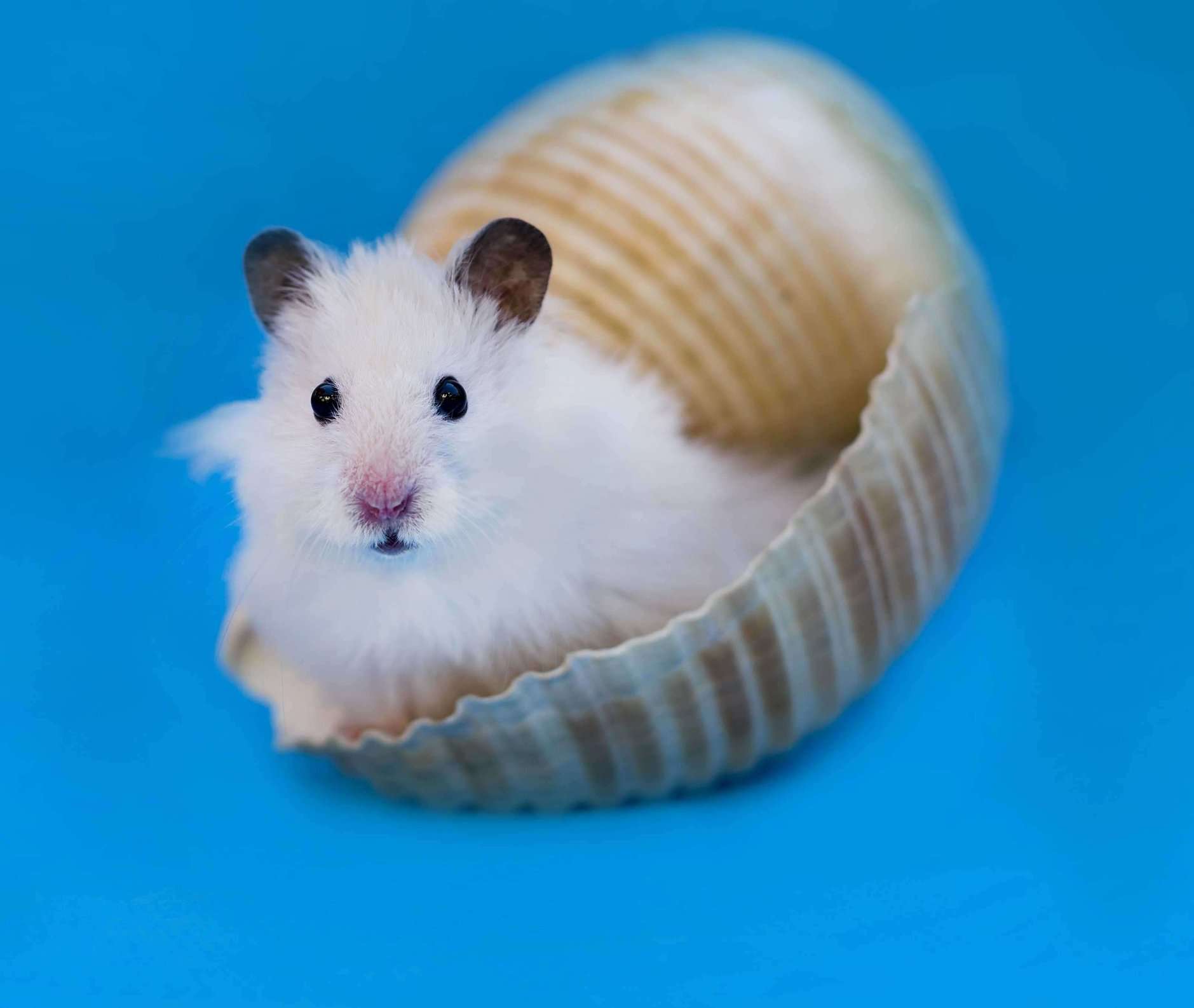 Hamsters For Sale In India