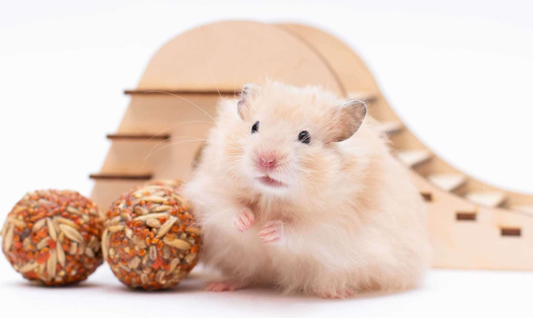 Syrian Hamster