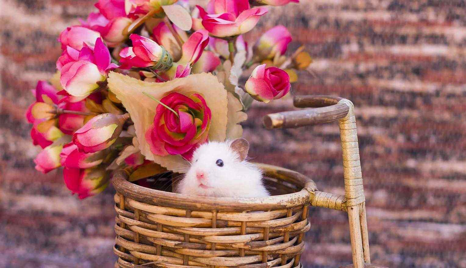 Hamsters For Sale In India