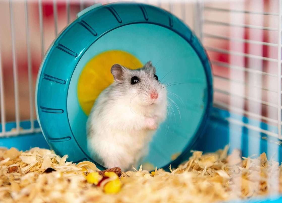 Hamsters For Sale In India