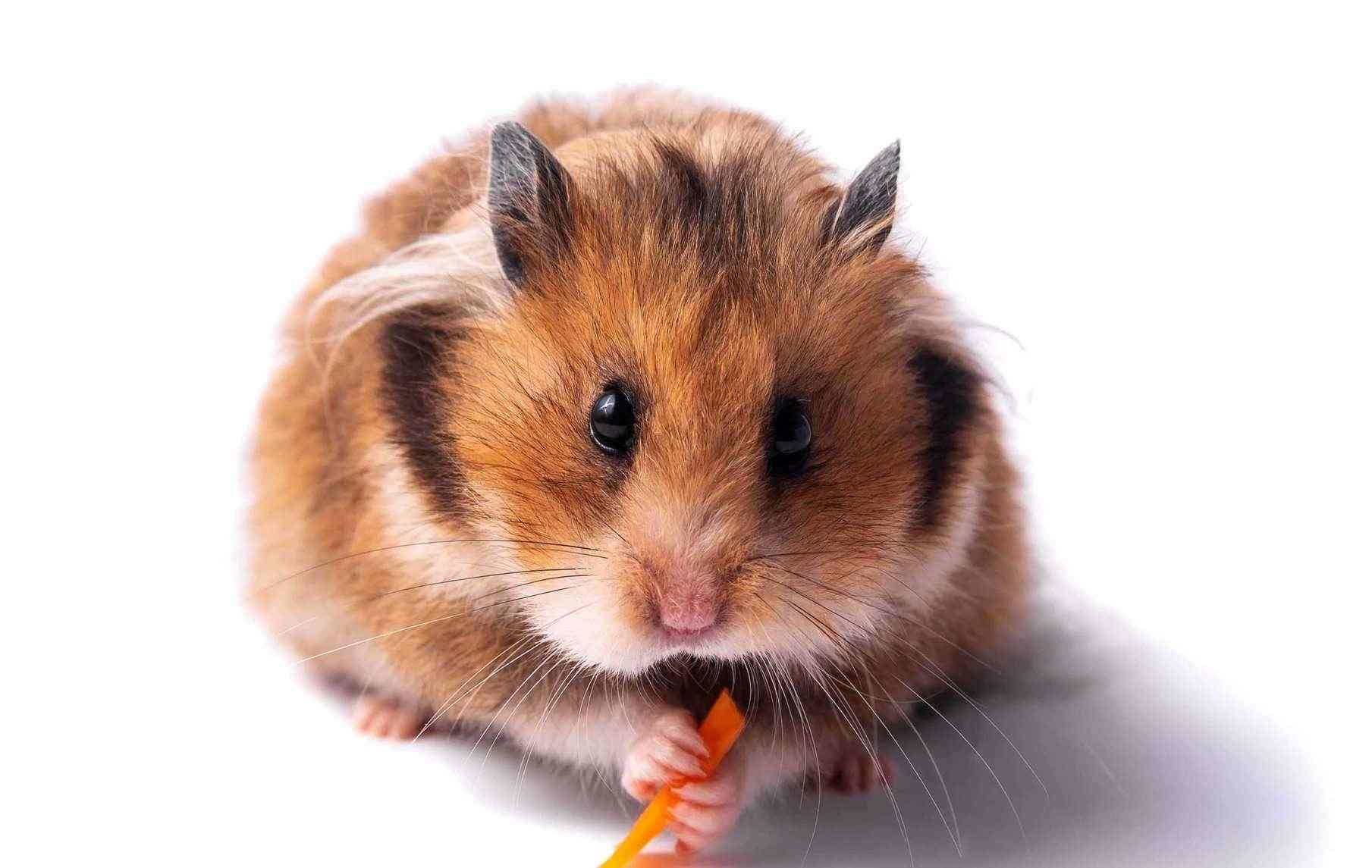 Hamsters For Sale In India