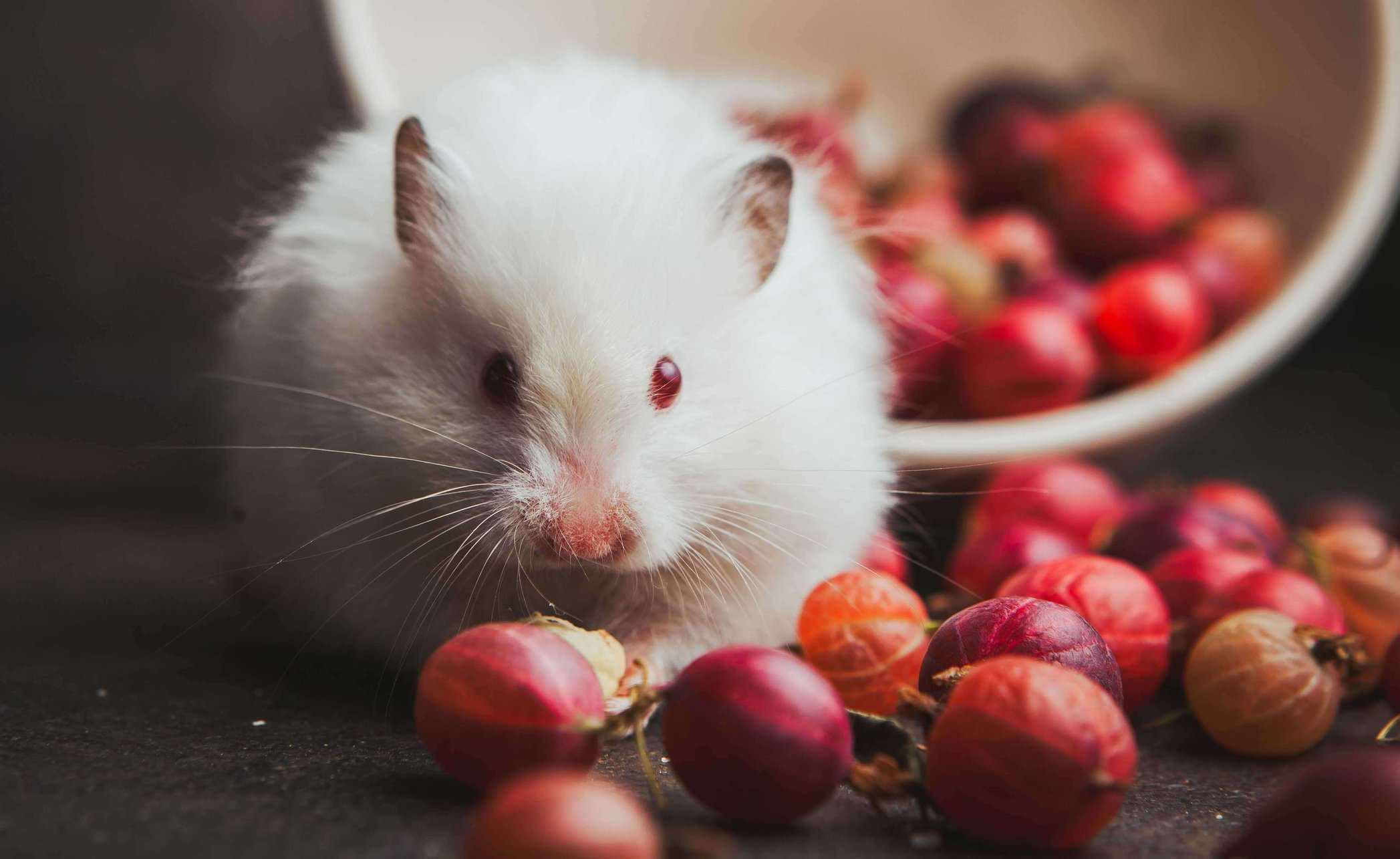 Hamsters For Sale In India