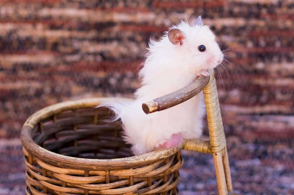 Hamsters For Sale In India