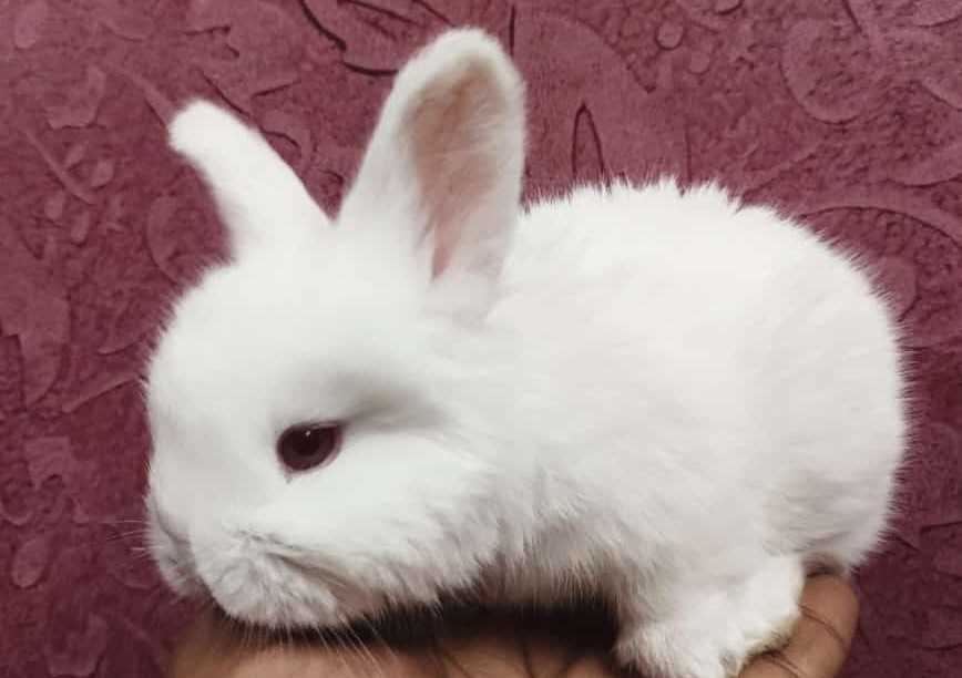 Bunnies For Sale In India