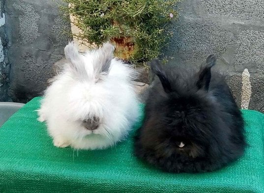 Rabbits For Sale In India