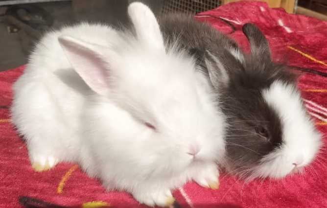 Rabbits For Sale In India