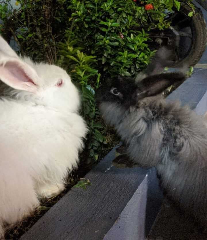 Rabbits For Sale In India