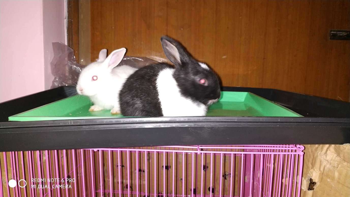 Rabbits For Sale In India