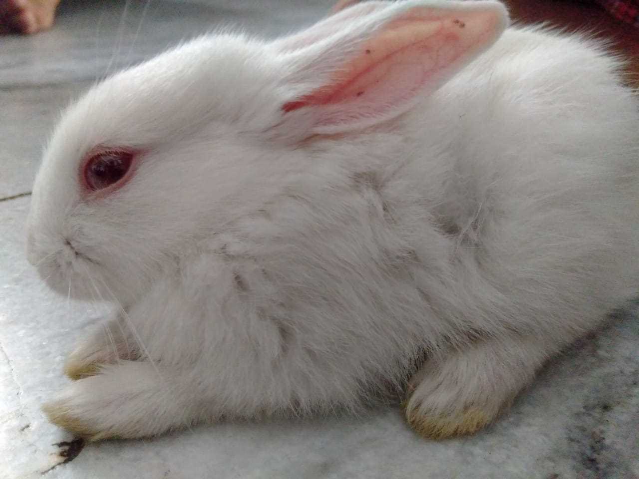 Rabbits For Sale In India