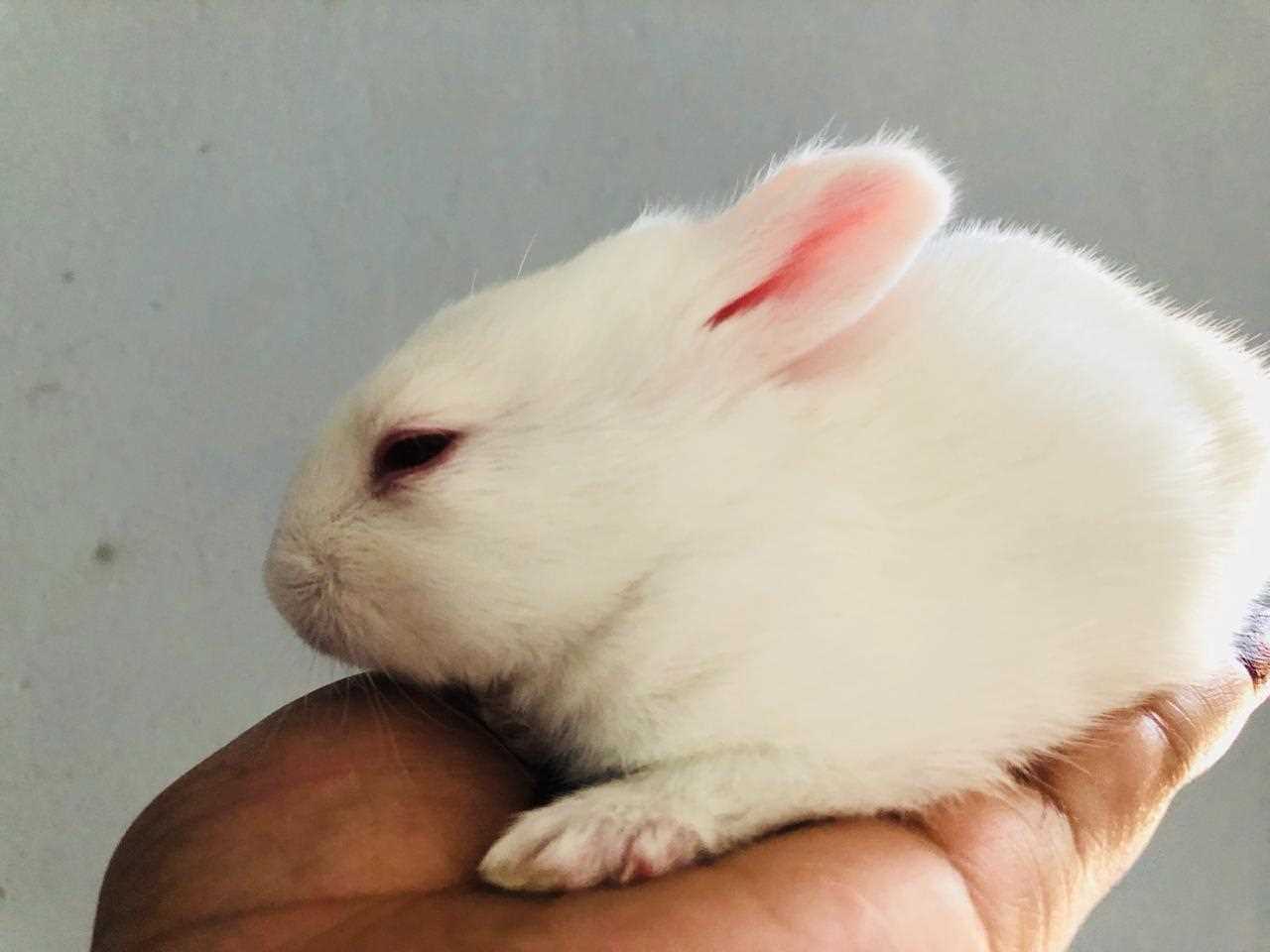 Rabbits For Sale In India