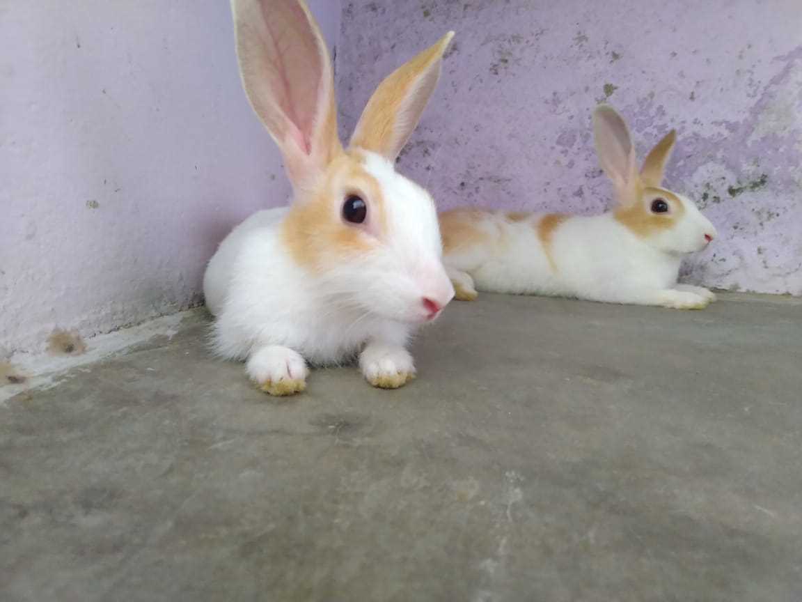 Rabbits For Sale In India