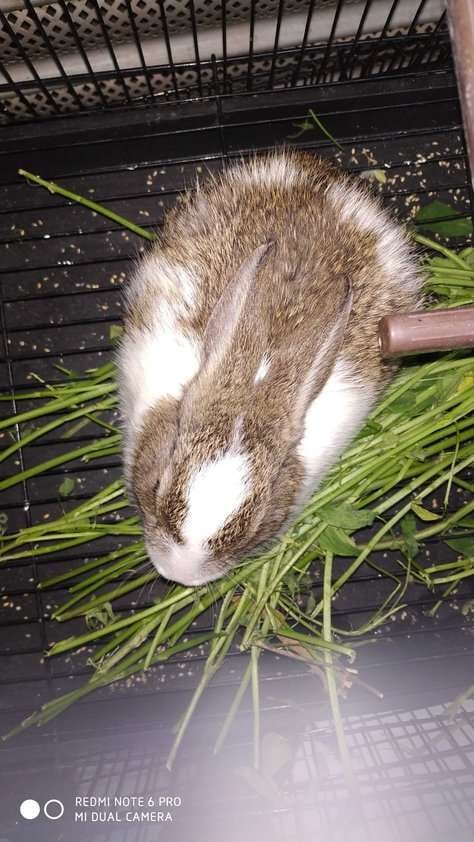 Rabbits For Sale In India