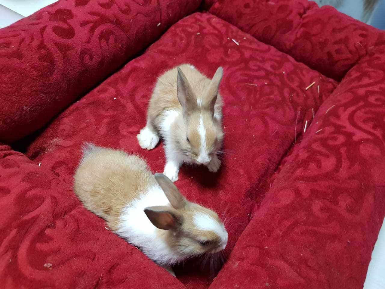 Rabbits For Sale In India