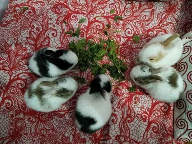 Netherland Dwarf Rabbits