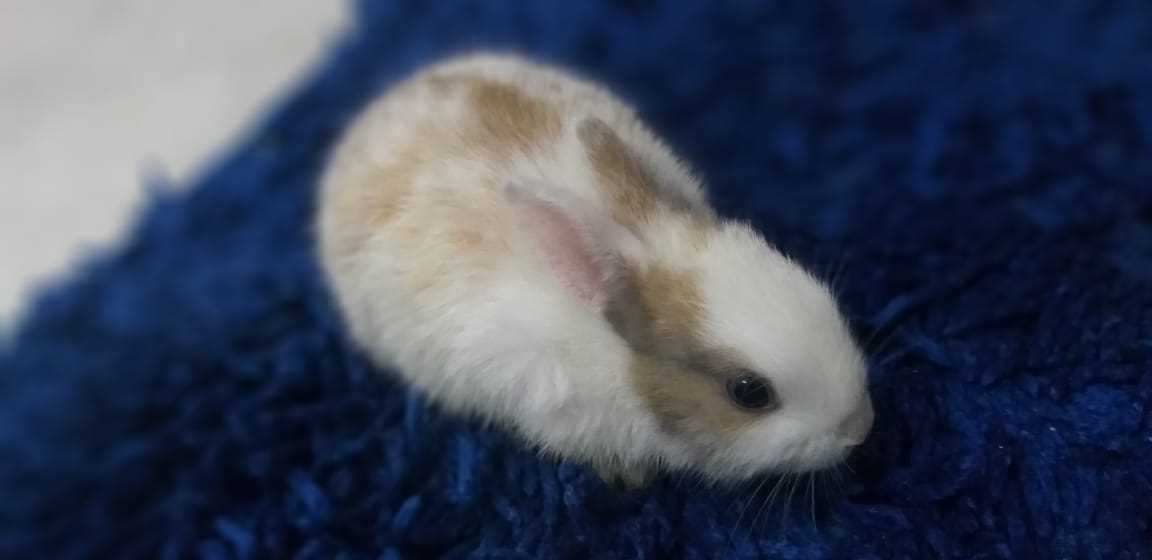 Rabbits For Sale In India