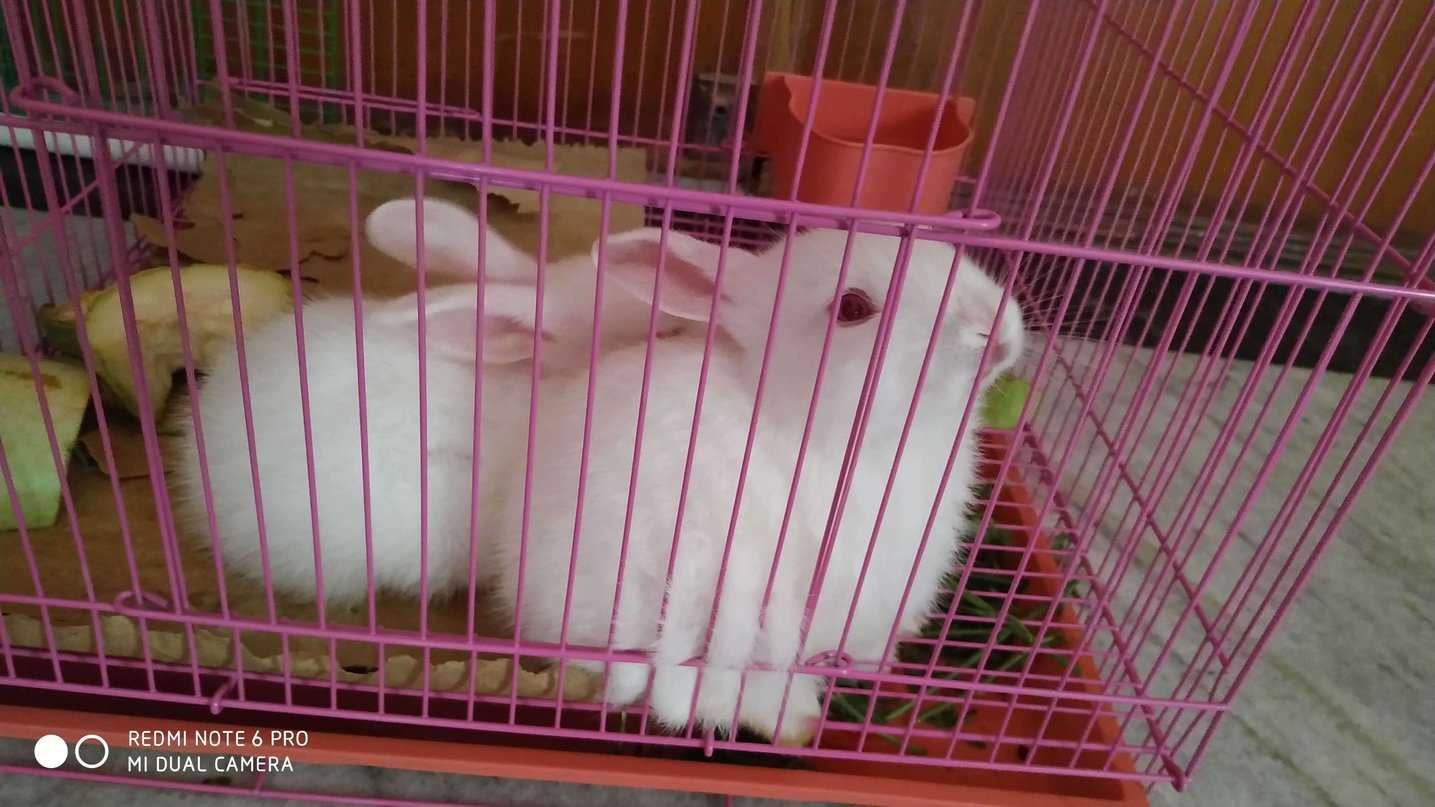 Rabbits For Sale In India