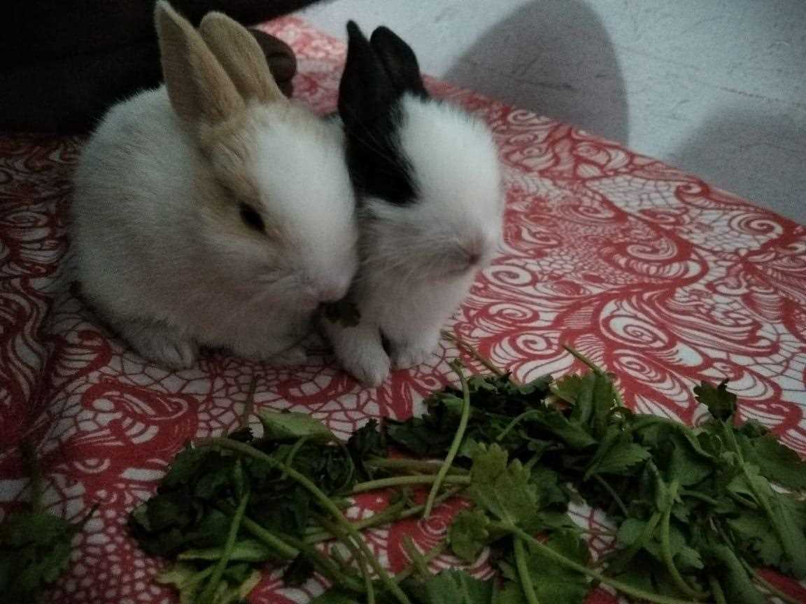 Rabbits For Sale In India