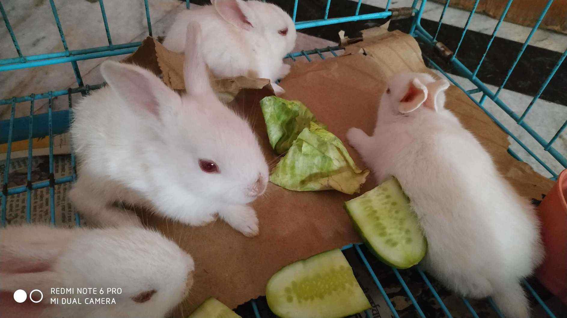 Rabbits For Sale In India