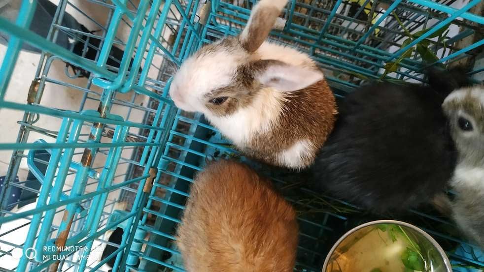 Rabbits For Sale In India