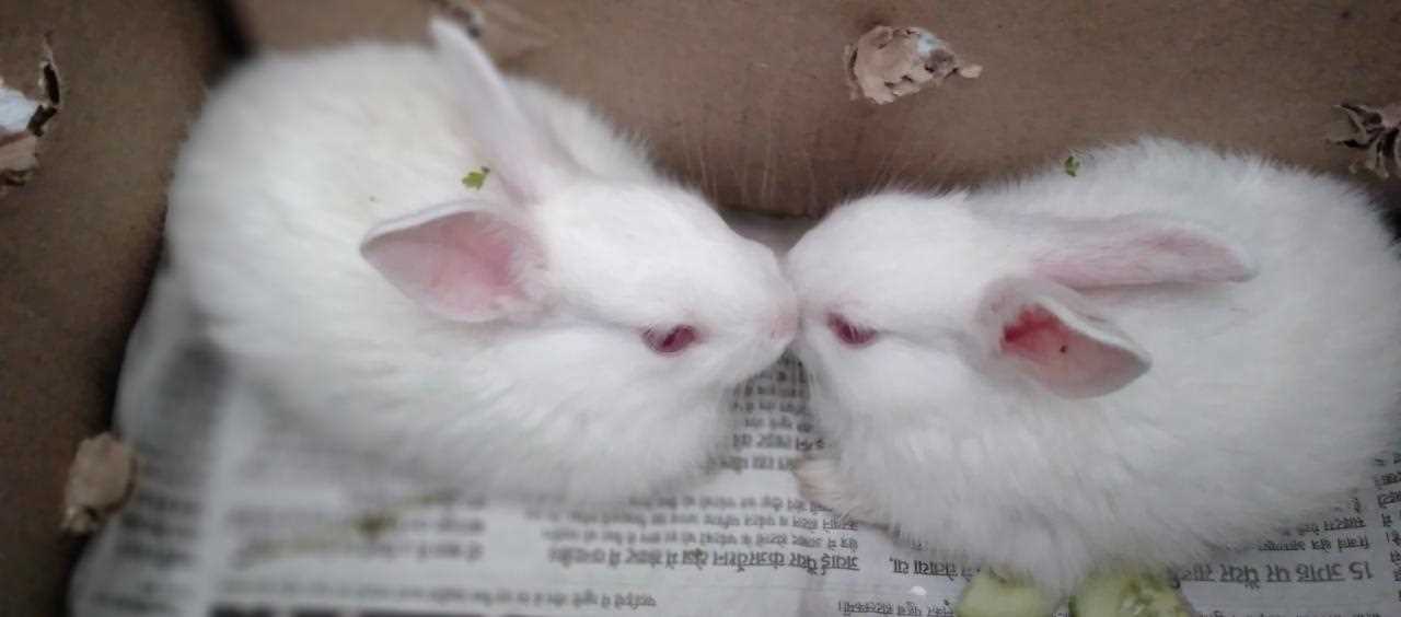 Rabbits For Sale In India
