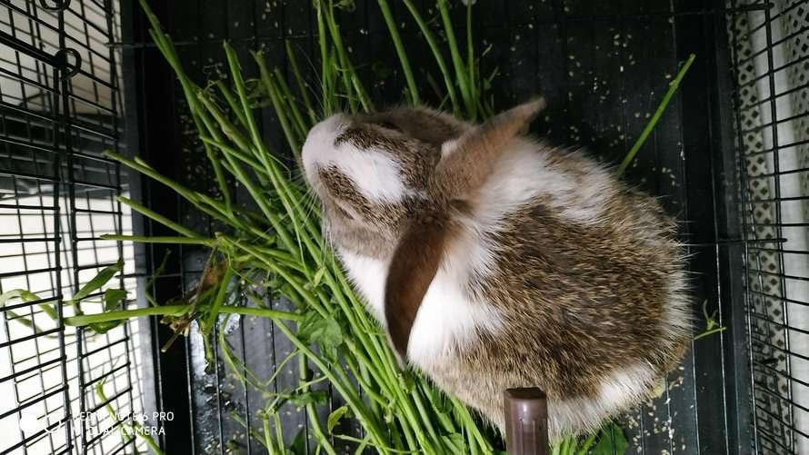 Rabbits For Sale In India