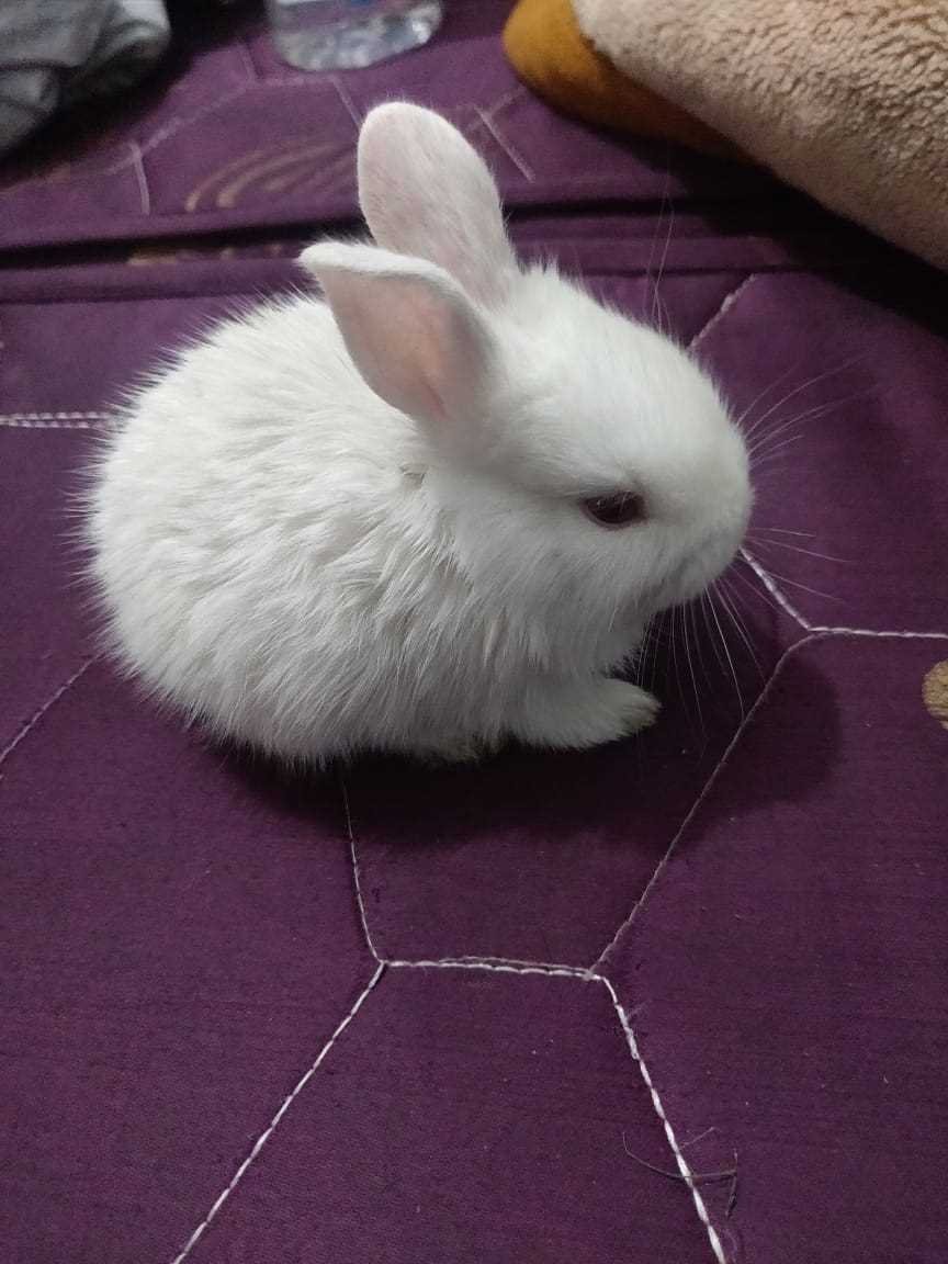 Rabbits For Sale In India