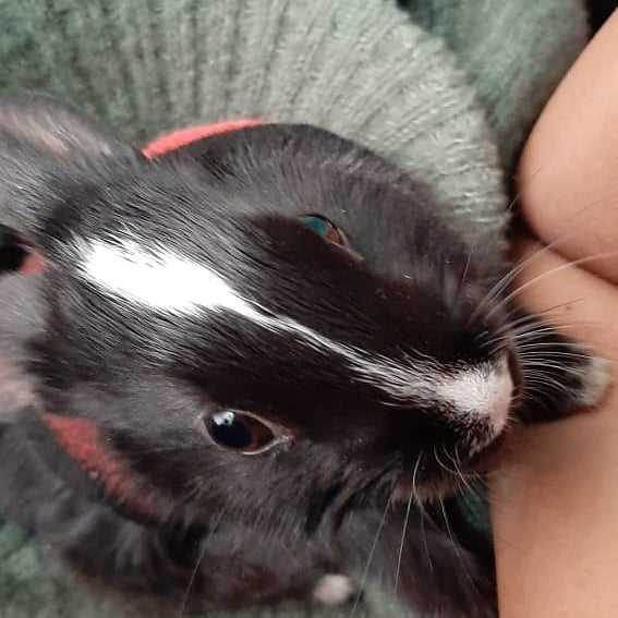 Rabbits For Sale In India