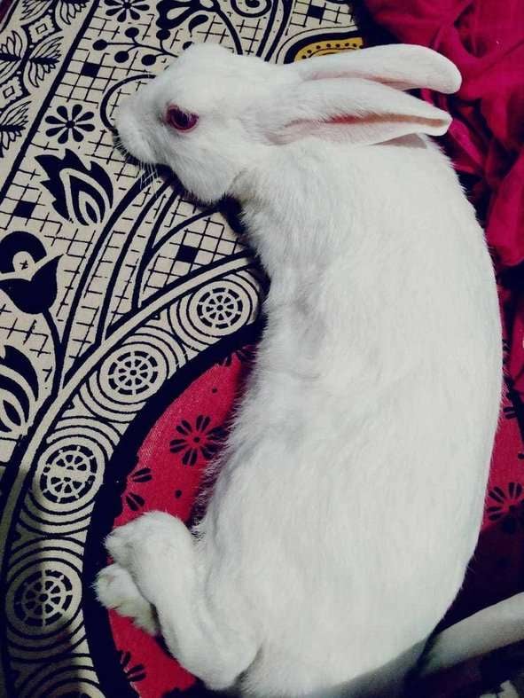 Rabbits For Sale In India