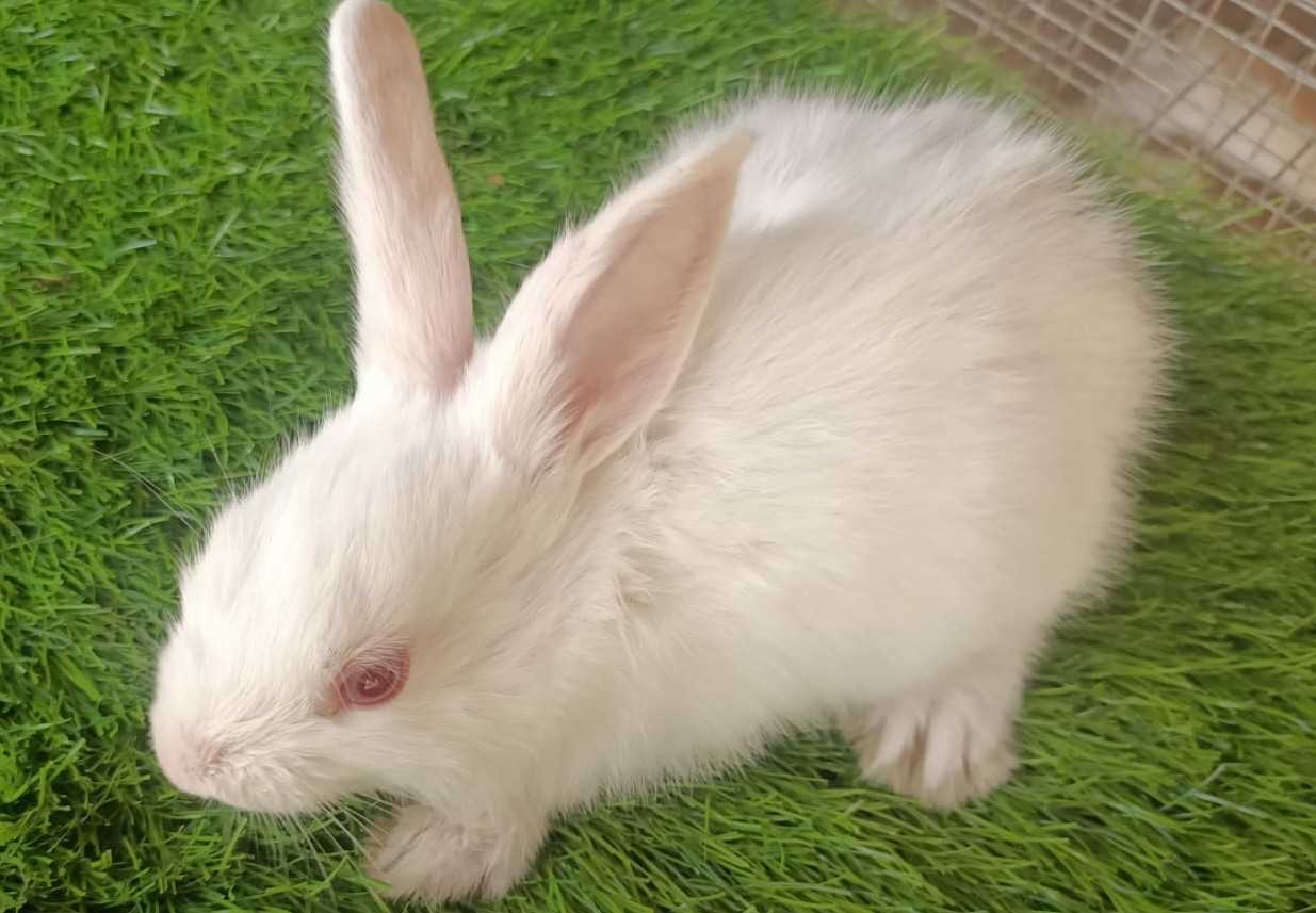 Rabbits For Sale In Aizawl At An Affordable Price