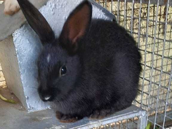 Rabbits For Sale In India
