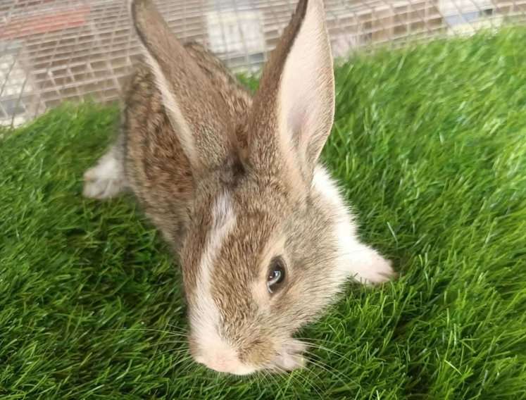 Rabbits For Sale In India