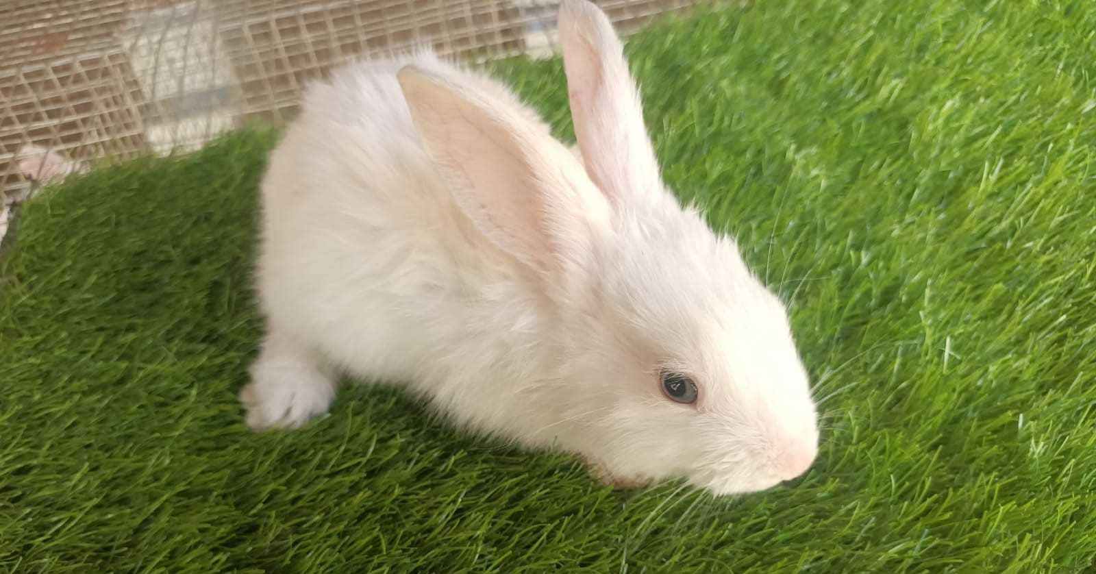 Rabbits For Sale In India