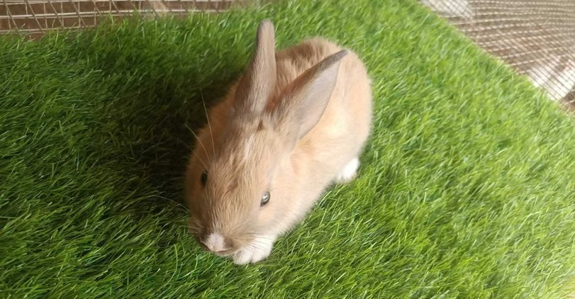 Rabbits For Sale In India