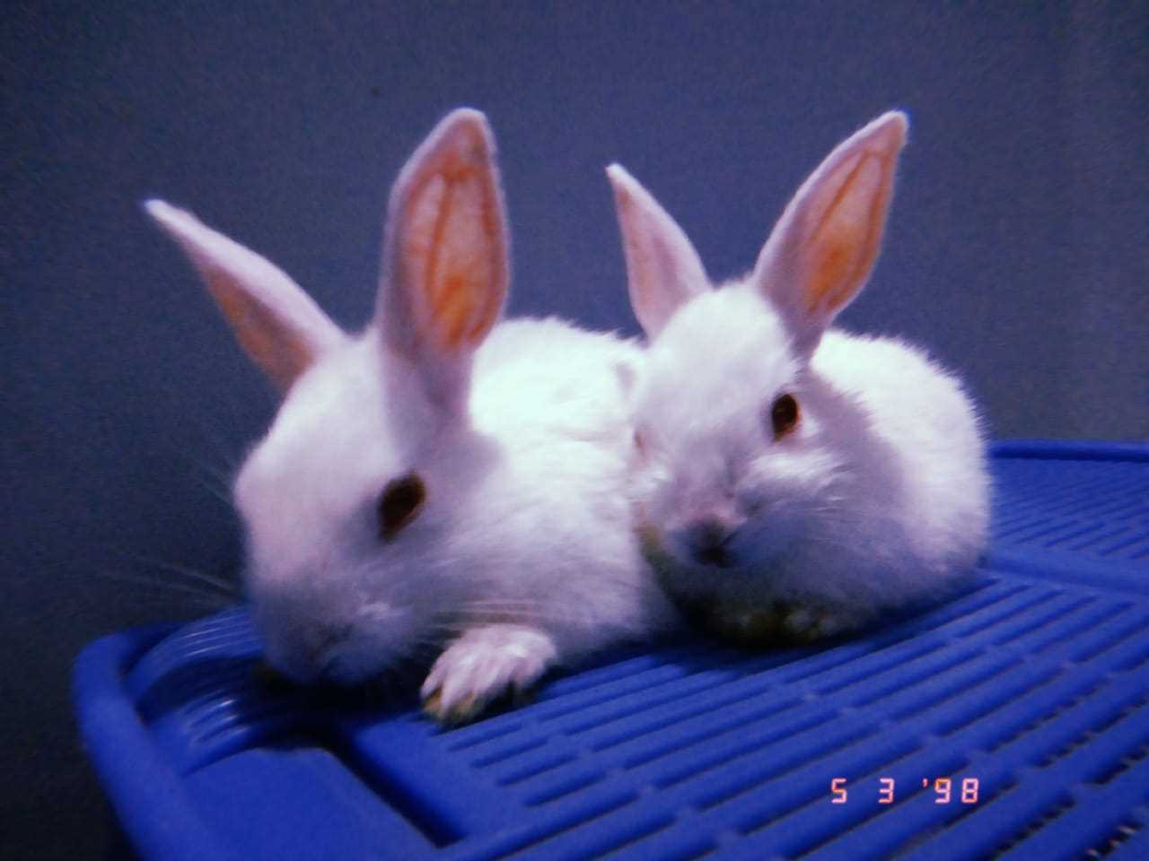 Rabbits For Sale In India