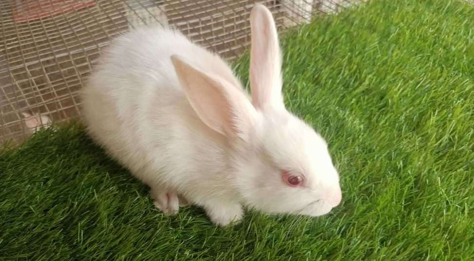 Rabbits For Sale In India